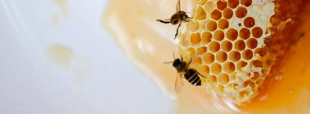 honeycomb -