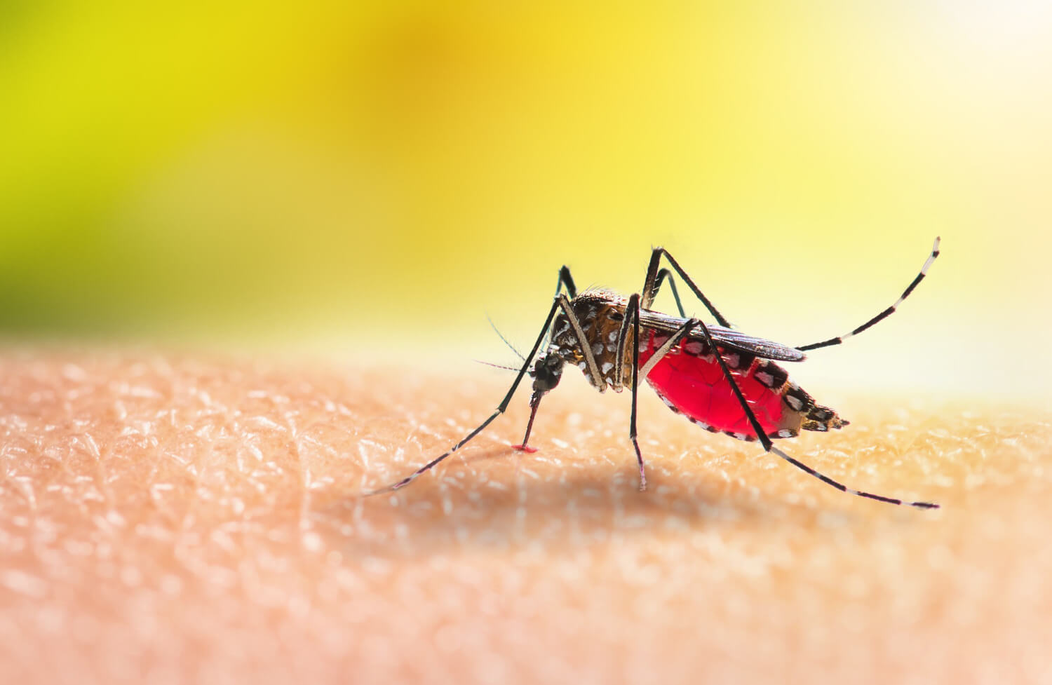 Dengue OR Malaria Prevention Treatment
