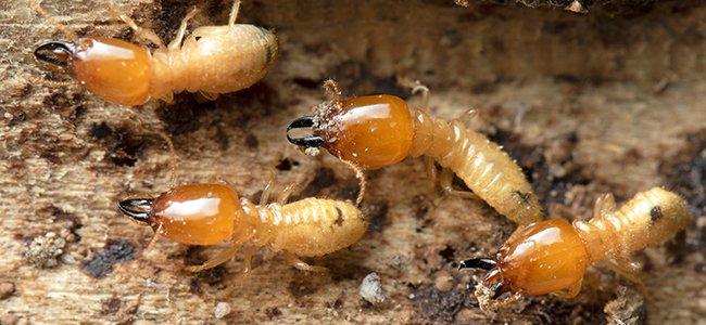 termites chewing wood -