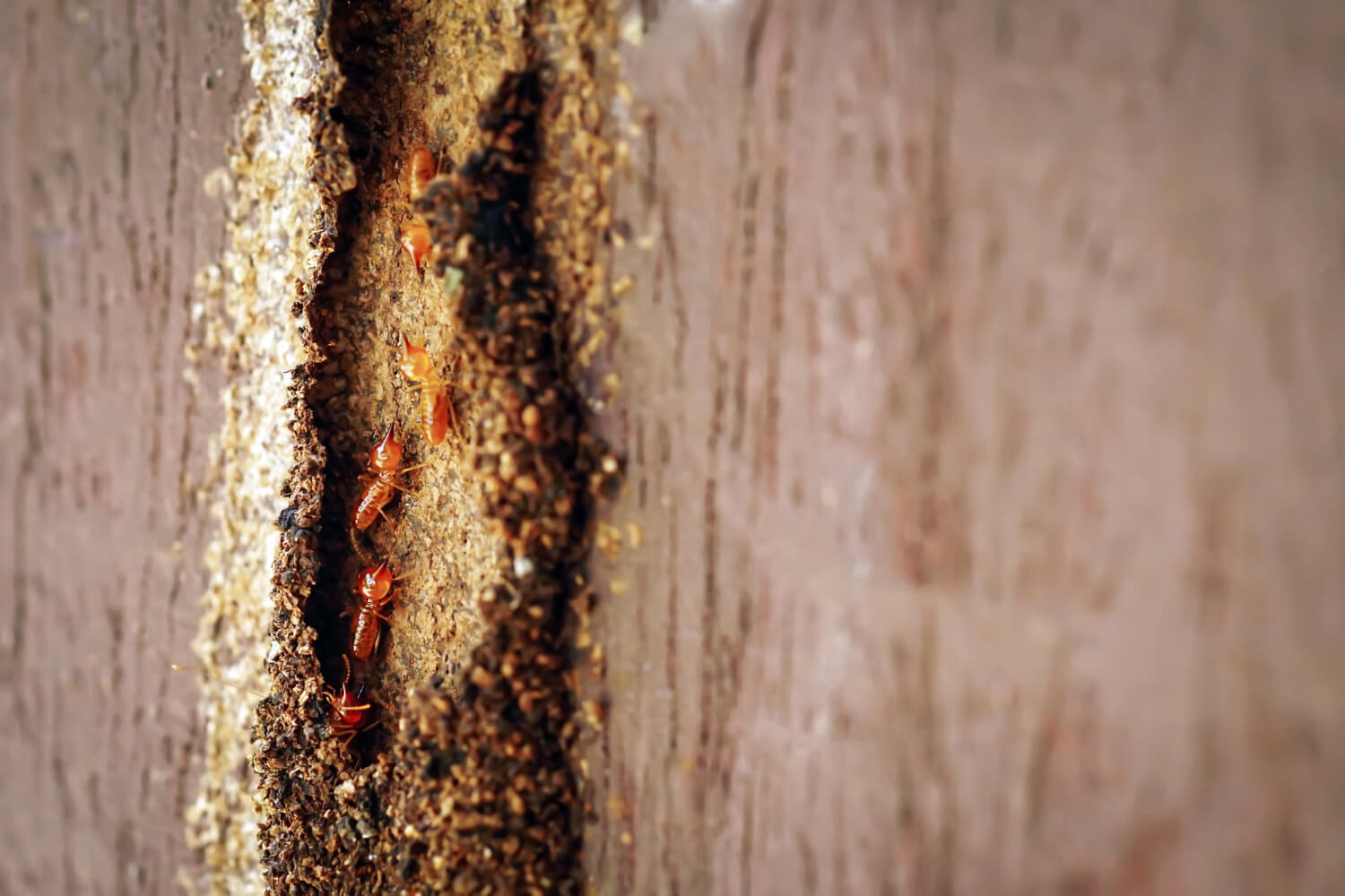 Who Are The Best Termite Control Providers in Delhi