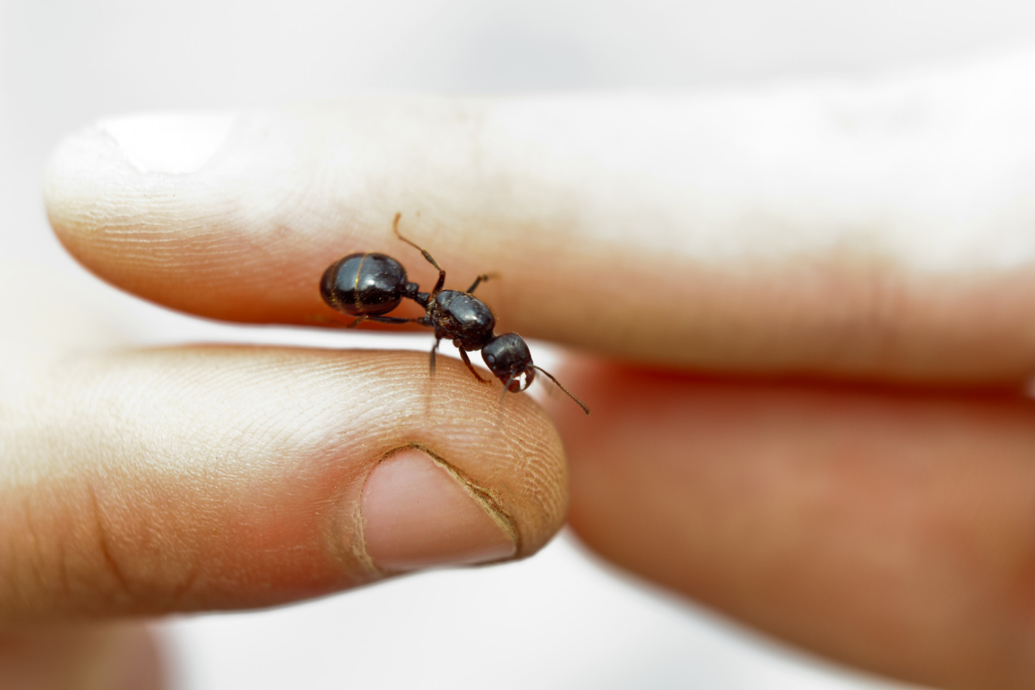 Ant Fly treatment Services -