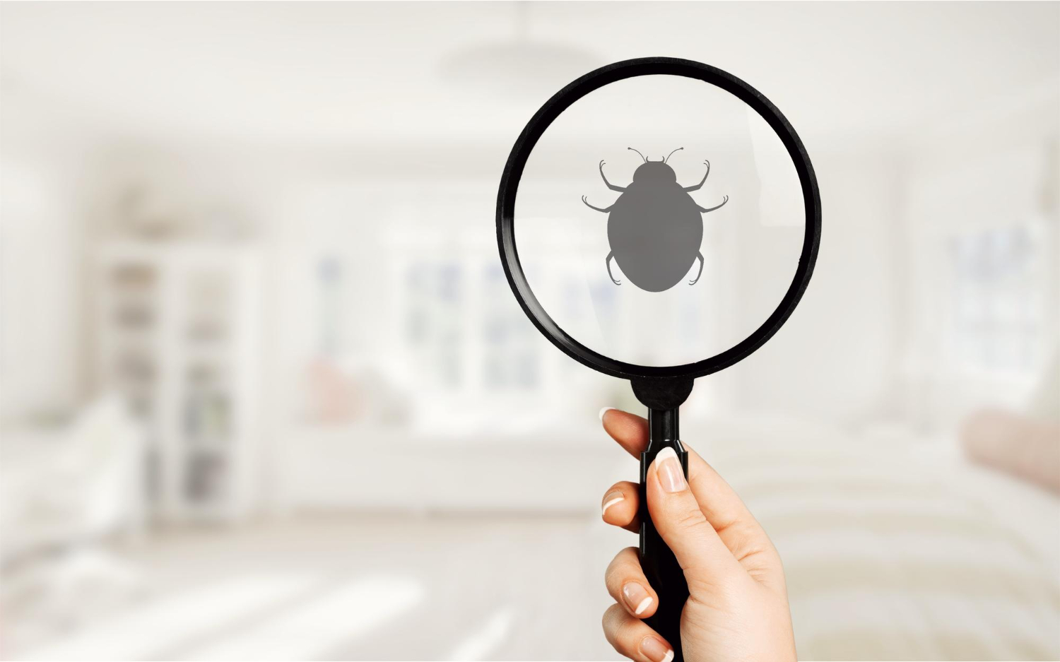 Bedbugs Treatment -