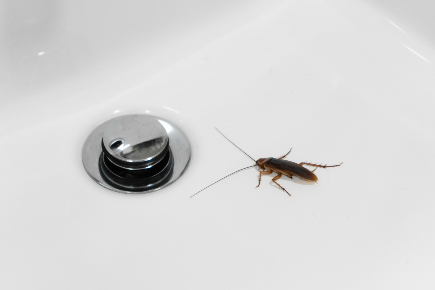 Cockroach Control Treatment -