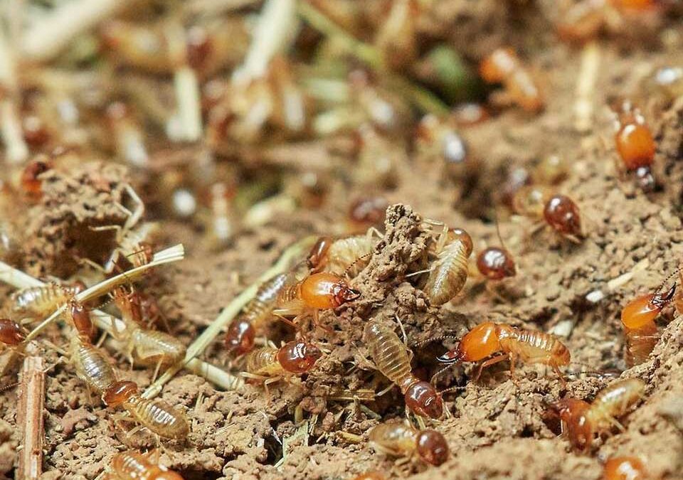 Termites Bad For Your Garden 960x675 1 -